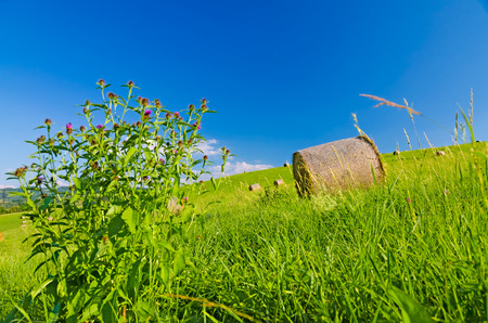 Hay roll on a green mountain meadow with wonderful blue sky and a violet thistle plant  Carduus glaucinus  in the foreground の写真素材