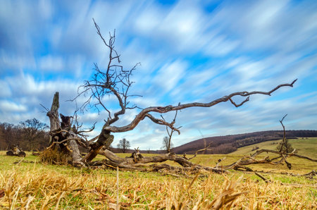 Ground view of an old dry fallen tree with bare branches reaching to the sky. Long exposure of an abandoned meadow with yellow grass in the middle of woods with moving clouds on thの写真素材