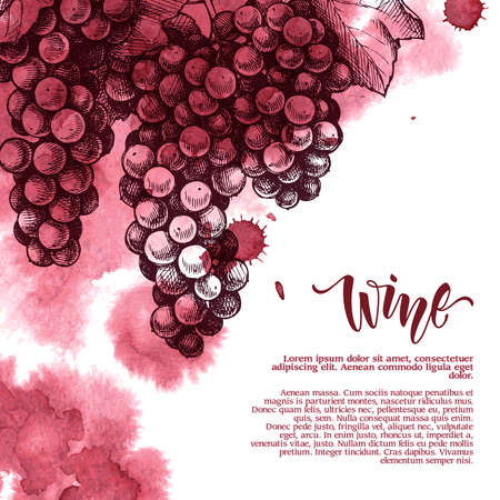 Vector background with wine stains and hand drawn sketch illustration of grapes.のイラスト素材