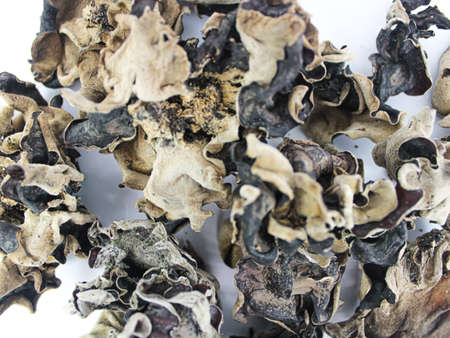 Ear Mushroom with white backgroundの写真素材