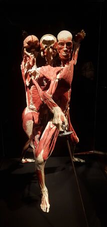 Kyiv, Ukraine - December 09, 2019: Close up detailed view of human body with different positions on famous exhibition Body Worlds (shows human body with muscles)のeditorial素材