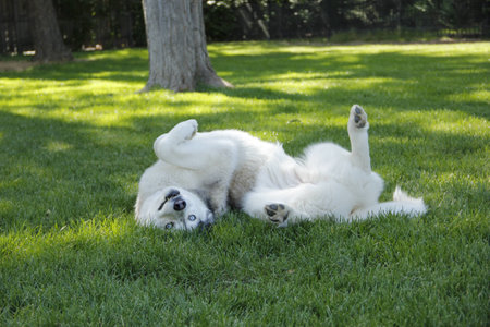 Dog in Grassの写真素材