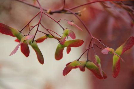 Crab Apple Budsの写真素材
