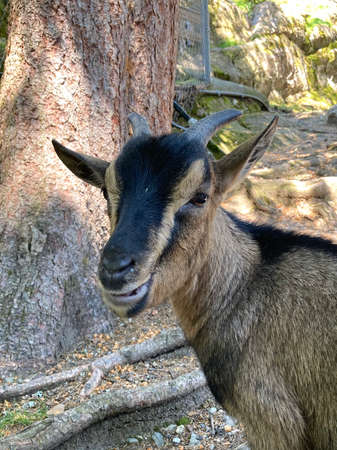 Portrait of a funny goatの写真素材