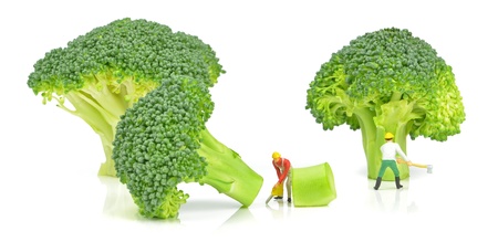 Miniature lumberjacks chopping down broccoli treesの写真素材