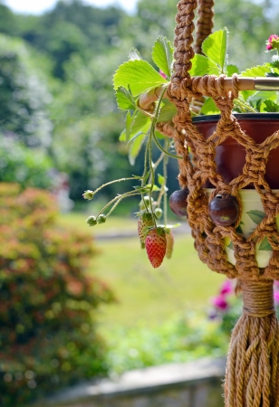 Strawberries growing out of a hanging basket in the gardenの写真素材