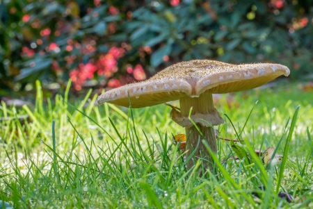 A large mushroom toadstool growing in the grassの写真素材