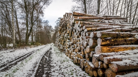A pile of cut timber logs next to a track in the woods