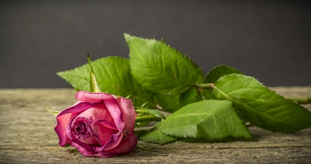 Withering pink rose lying on a rustic wooden tableの写真素材