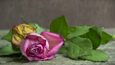 Withering pink rose lying on a rustic wooden tableの写真素材