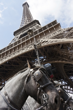 horses under the tour eiffelの写真素材