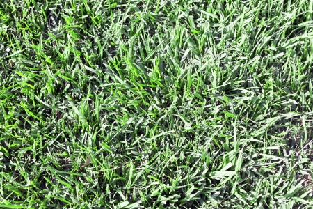 meadows backgroundの写真素材