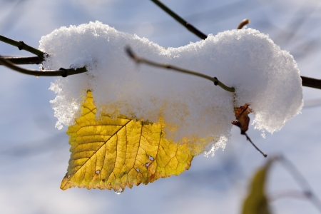 leaf in the snowの写真素材