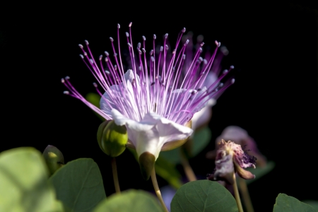 alatoflower of the caperの写真素材