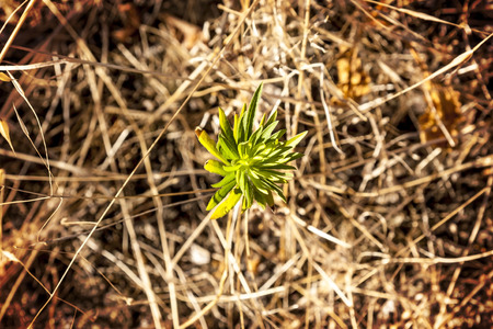 straw in the field background with a single green leafの写真素材