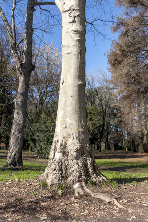 tree in the parkの写真素材