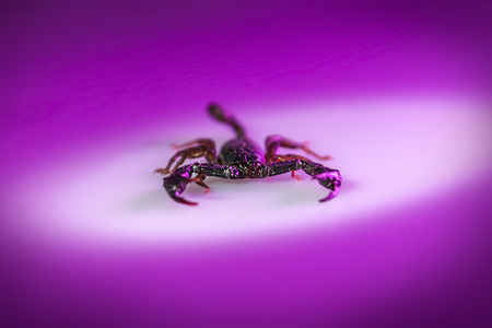 scorpion on red backgroundの写真素材