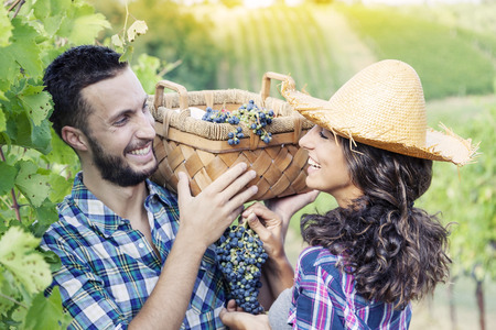 young couple picks grapes in vineyardの写真素材
