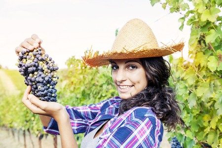 pretty girl picks grapes in a vineyardの写真素材