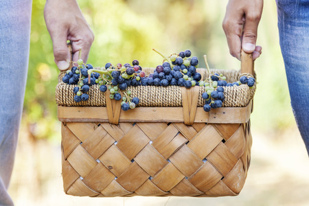 grapes in a basket carried by two handsの写真素材
