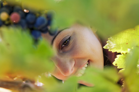 closeup of young woman picks grapes in vineyardの写真素材