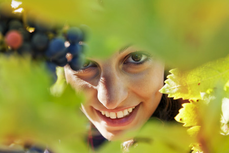 closeup of young woman picks grapes in vineyardの写真素材