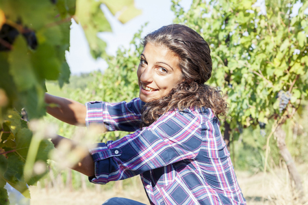 young woman picks grapes in a vineyardの写真素材