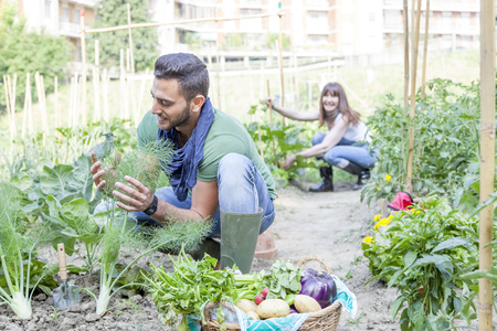 young couple collects vegetables in the gardenの写真素材
