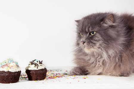 hungry gray cat looks cupcake on white backgroundの写真素材