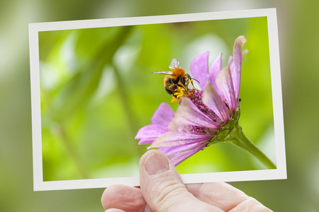 hand shows a shot of bee collecting honey on pink flower
