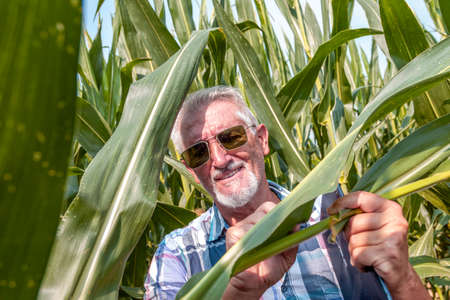 modern technological farmer while checking the growth data of corn on the tablet of his cultivated fields. concept of sustainable exploitation of natural resources.の写真素材