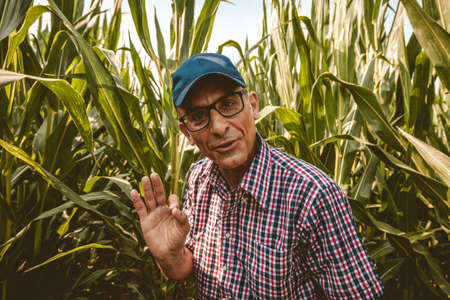 modern technological farmer while checking the growth data of corn on the tablet of his cultivated fields. concept of sustainable exploitation of natural resources.の写真素材