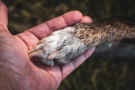 close-up of a human hand hugging a paw of a dog - concept of love for animalsの写真素材