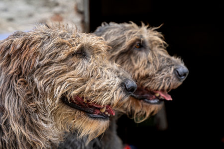 Two magnificent Irish wolfhounds standing together, showing their distinctive shaggy coats
