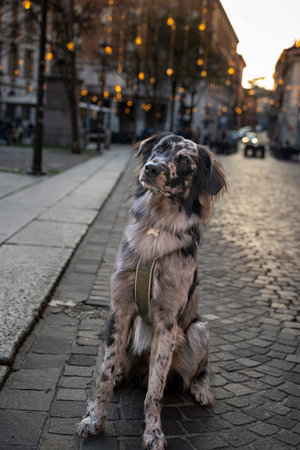 Merle australian shepherd dog sitting on a city street with bokeh lights for an urban adventureの写真素材