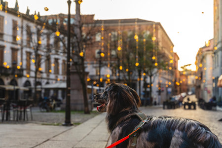 Pet dog on a leash looking forward in a European city square during an evening walkの写真素材