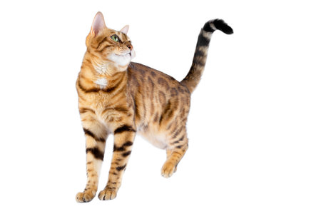 A domestic cat, standing on a white background, looks up, lifting its hind paw.の写真素材