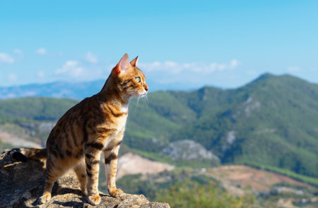 The gaze of a pet that has climbed to the top of the mountain is directed into the distance. close-up.の写真素材