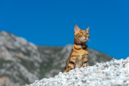 A striped cat with a collar walks in nature.