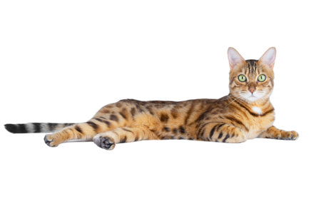 Bengal cat lies on a white background with its front paw bent under itself. The pet looks closely at the camera.の写真素材