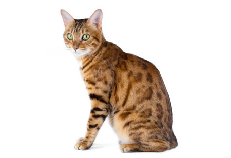Domestic cat sits sideways to the camera on a white background. Suitable for inserting a picture of...