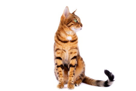 The tabby cat sits and looks to the right.の写真素材