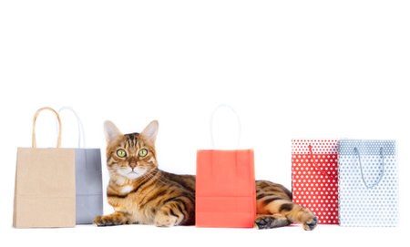 The cat is lying among the packages. shopping.の写真素材