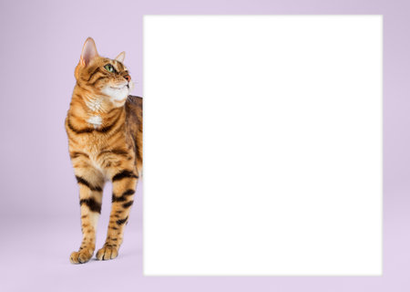A beautiful cat stands behind a banner on a purple background. copyspace.の写真素材