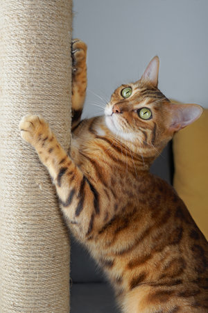 A domestic cat sharpens its claws on a scratching post.の写真素材