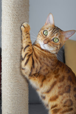 A domestic cat sharpens its claws on a scratching post.の写真素材