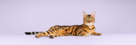 Bengal shorthair red cat lies on a purple background. Rest pet in isolation. Template for advertising cat food.の写真素材