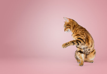 Pedigree cat raised its front paw on a colored background. copy spaceの写真素材