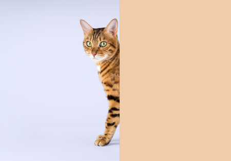 A Bengal cat peeks out from behind a wall against a pale blue background. copyspace.の写真素材