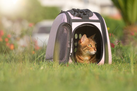 Bengal domestic cat lying in a carrier on the green grass in a city park.の写真素材